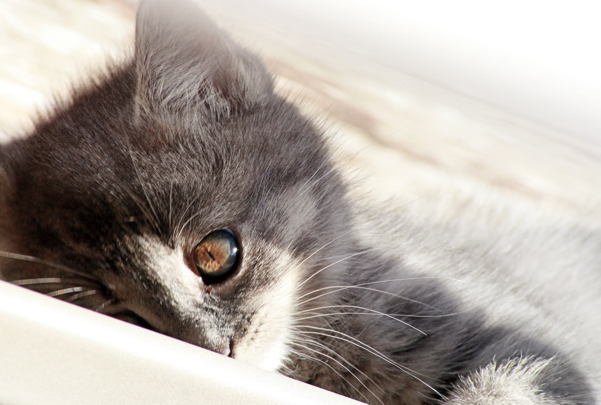 サムネイルの画像